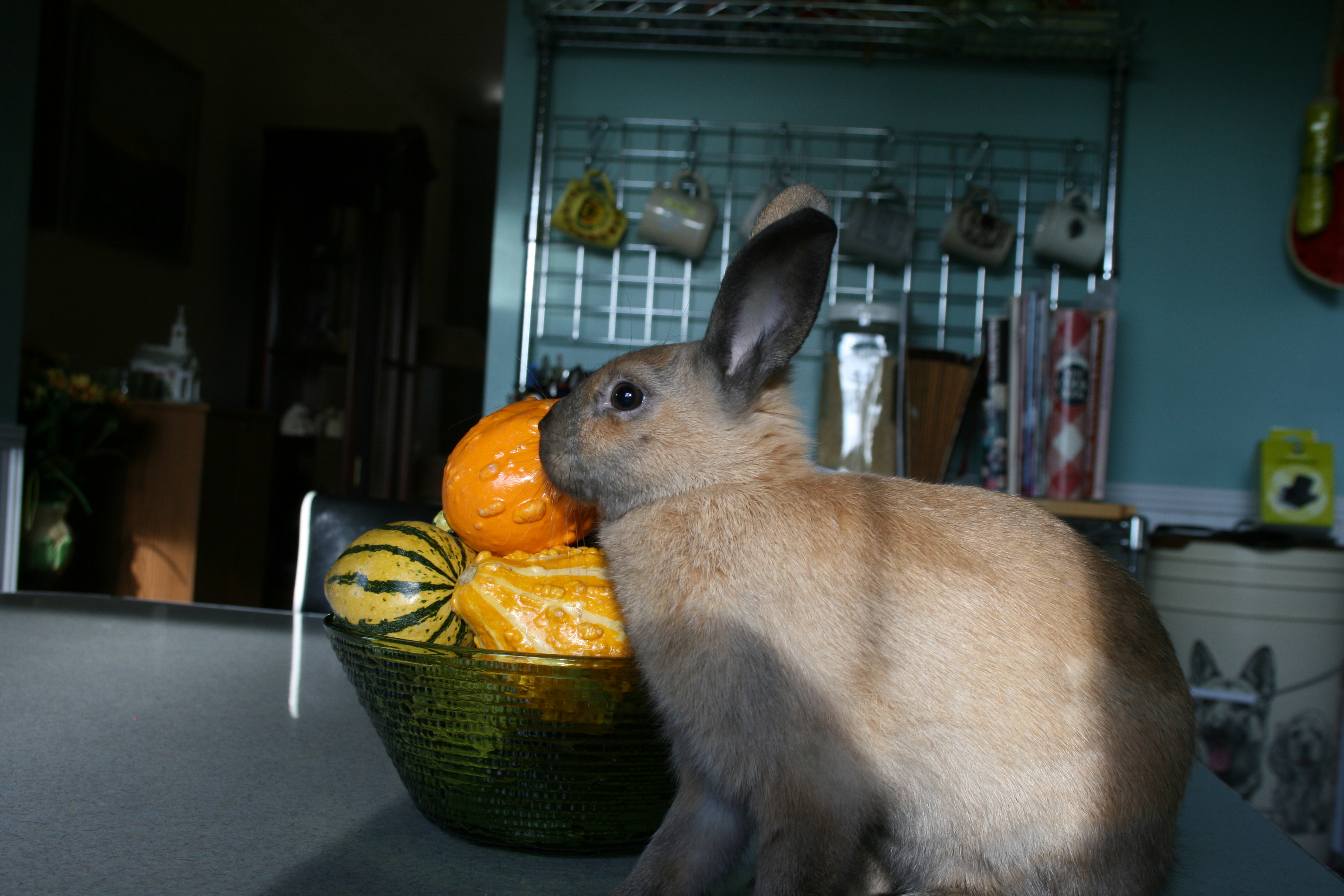 Toxic Bunny [dot] net